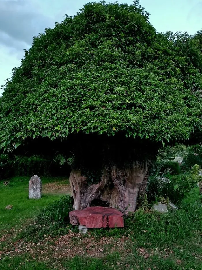 Cemetery Tree