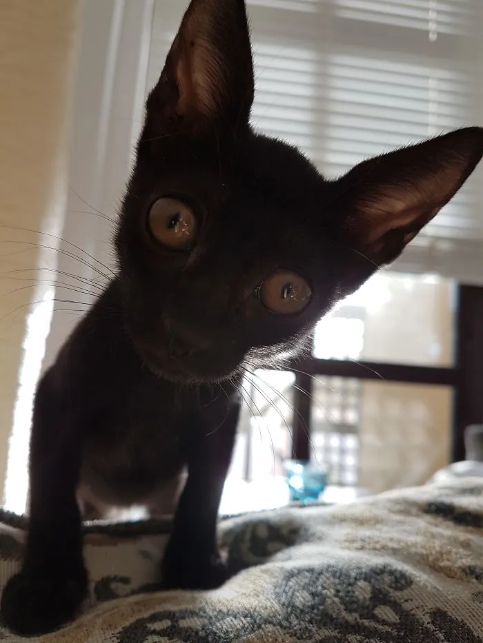 Batman's Cat