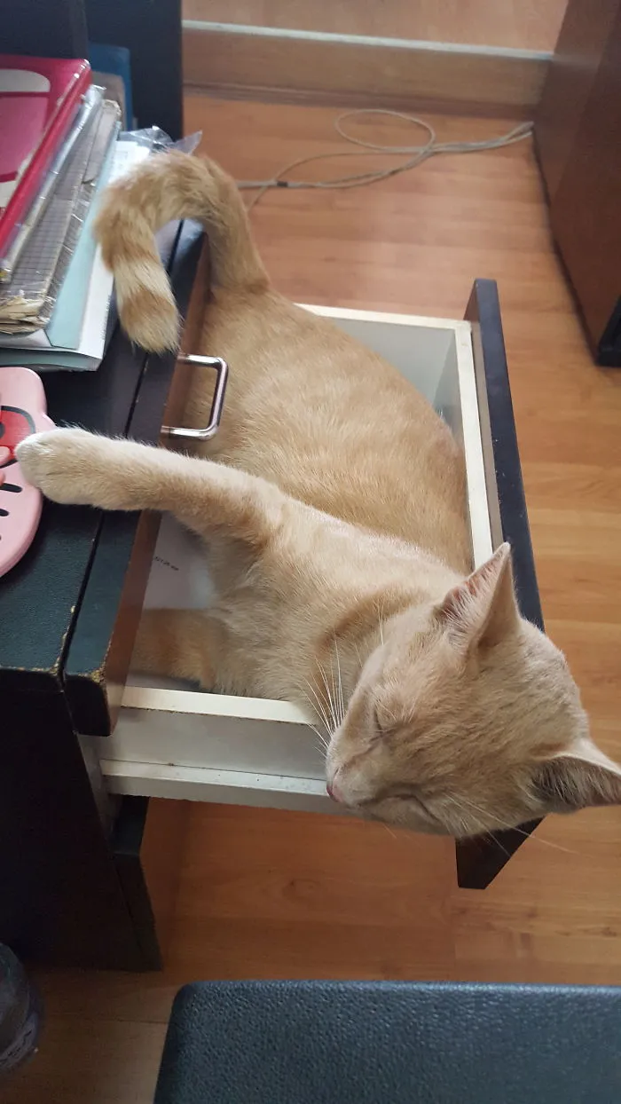 Office Cat
