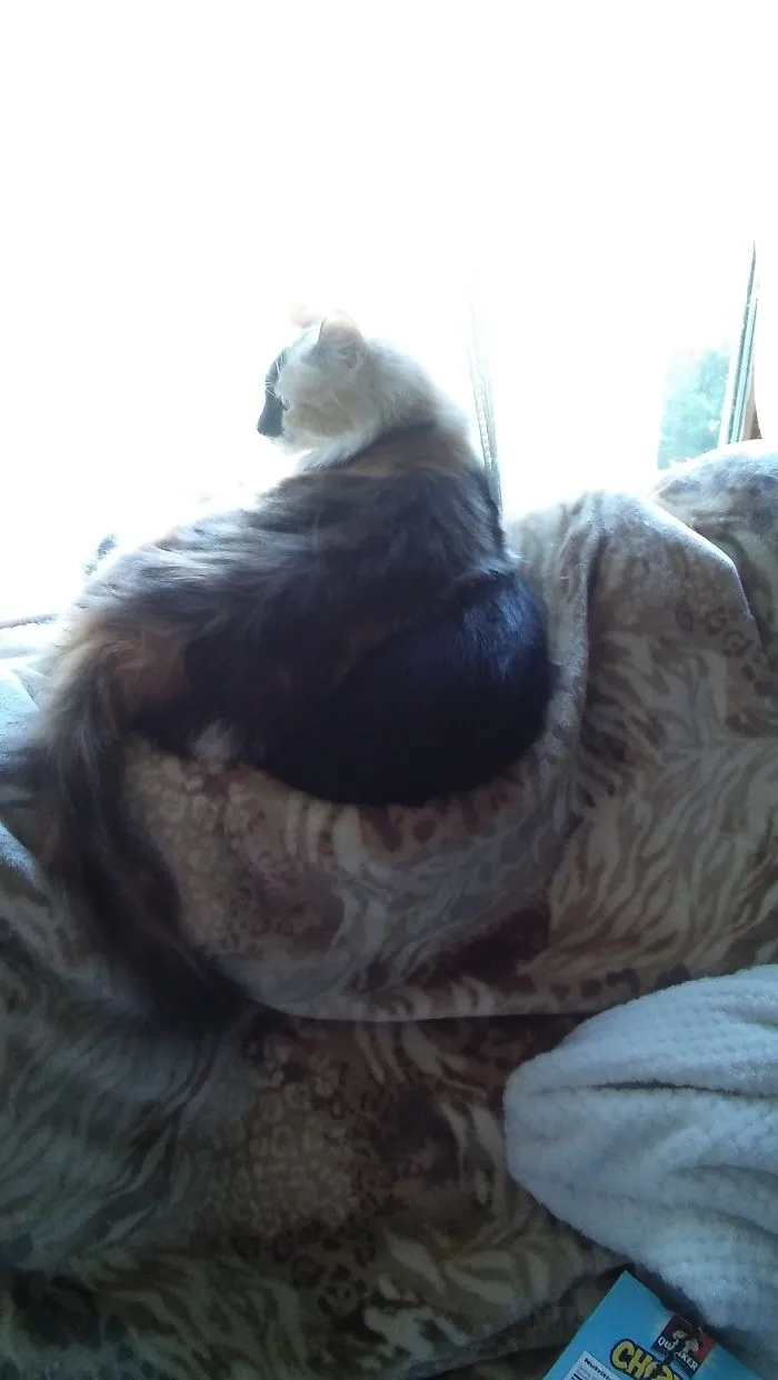 Plenty Of Room On The Couch, But She Sits On The Kitten