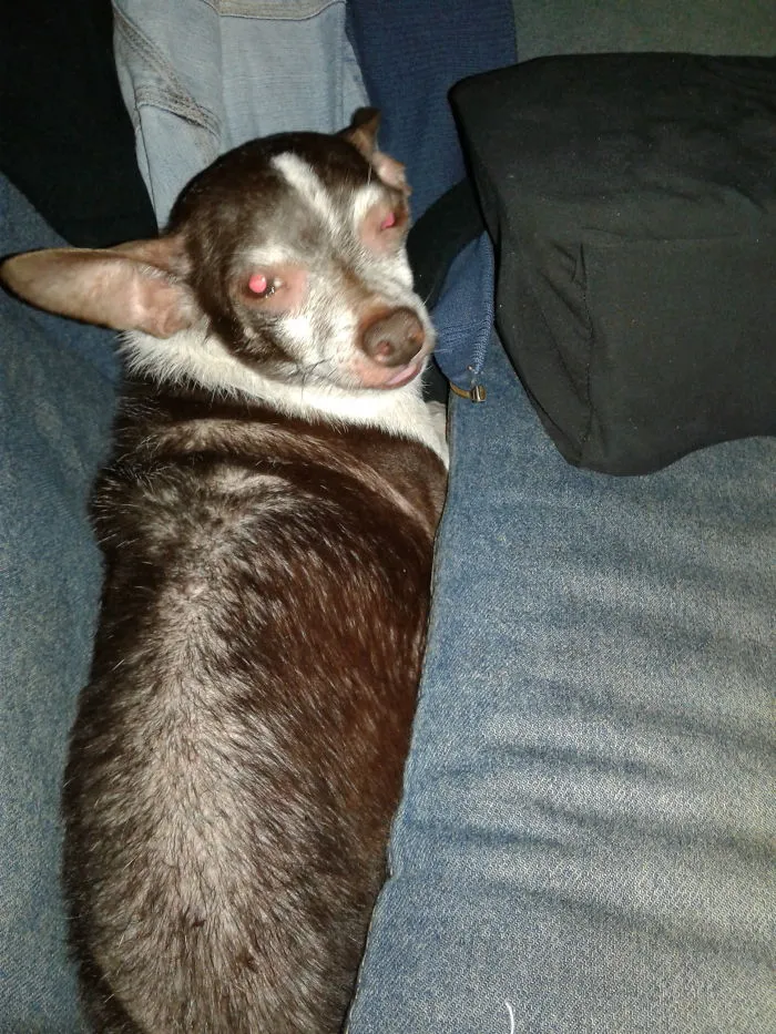 Couch Potato