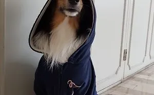 Share Photos Of Your Dogs Acting Like Humans