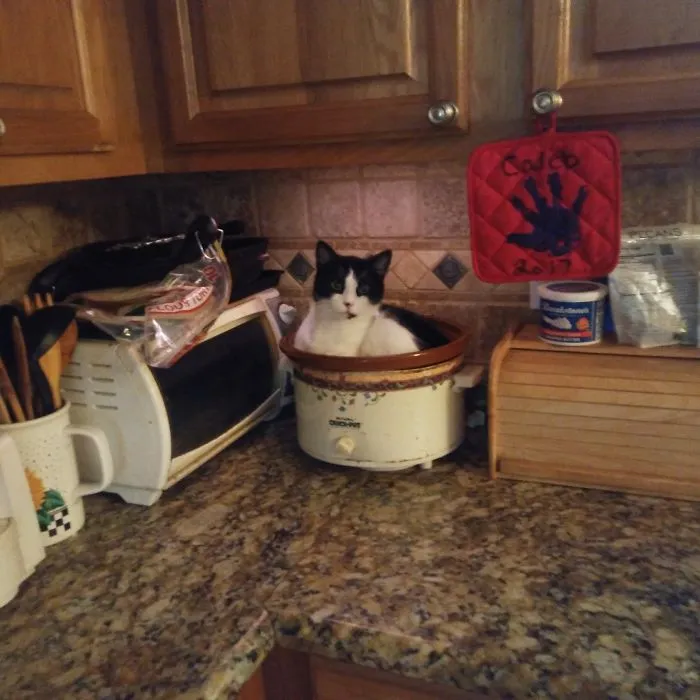 What's For Dinner Lol Cat Stew. Luckily I Didn't Need It
