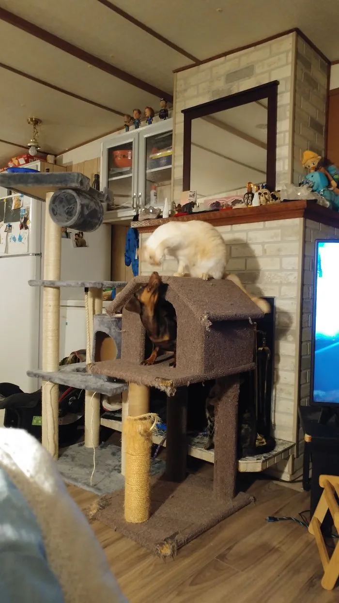 Our Daschund Can Jump On The Cat Tower. Our Cat Is Not Pleased