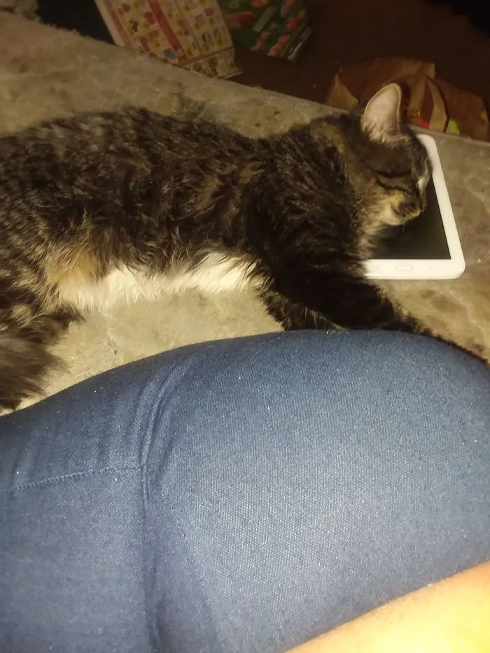 My Cat Decided I  Don't Need To Read Before Bed Tonight