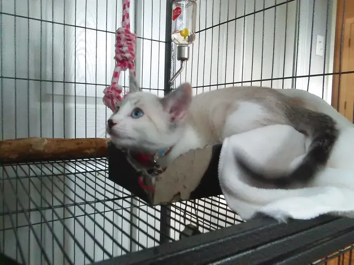 This Bed Is Clearly Not Yours, Zsazsa...