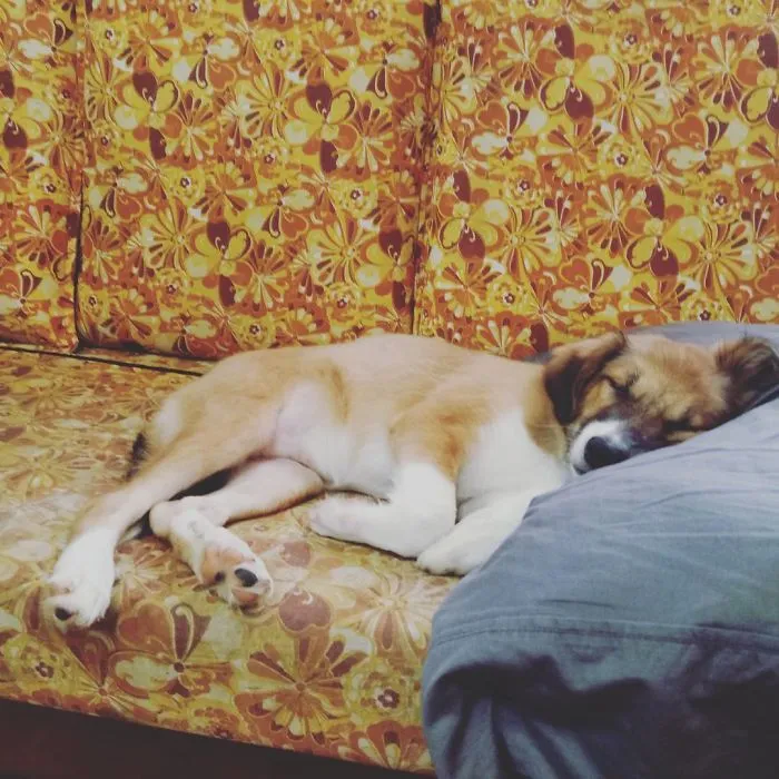 Sleeping On My Human's Pillow