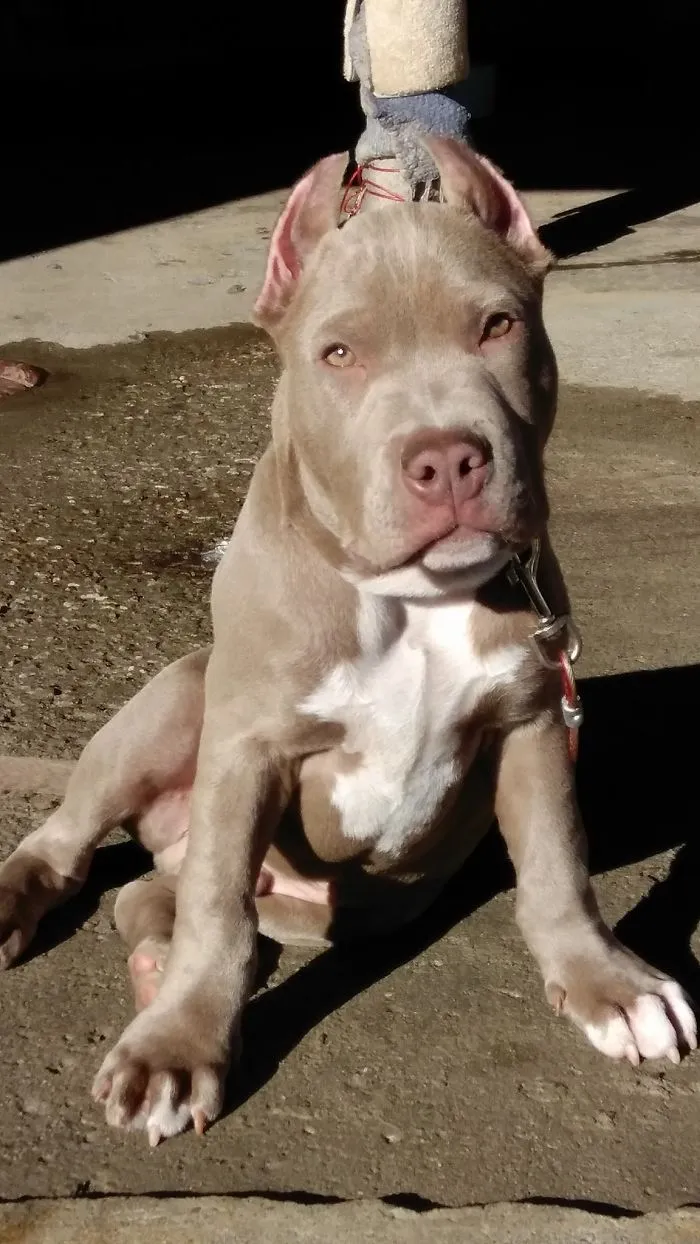American Bully Puppy