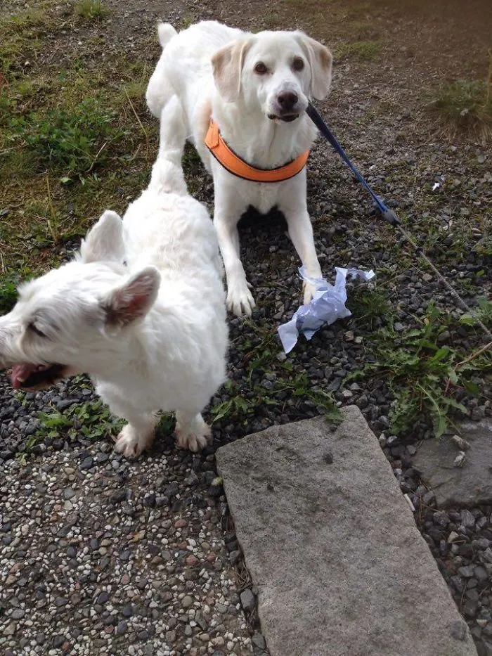 We Helped Bring The Mail In And Shred The Bills For You Mum!