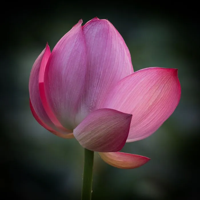 I Capture The Simple Beauty Of Nature In Japan