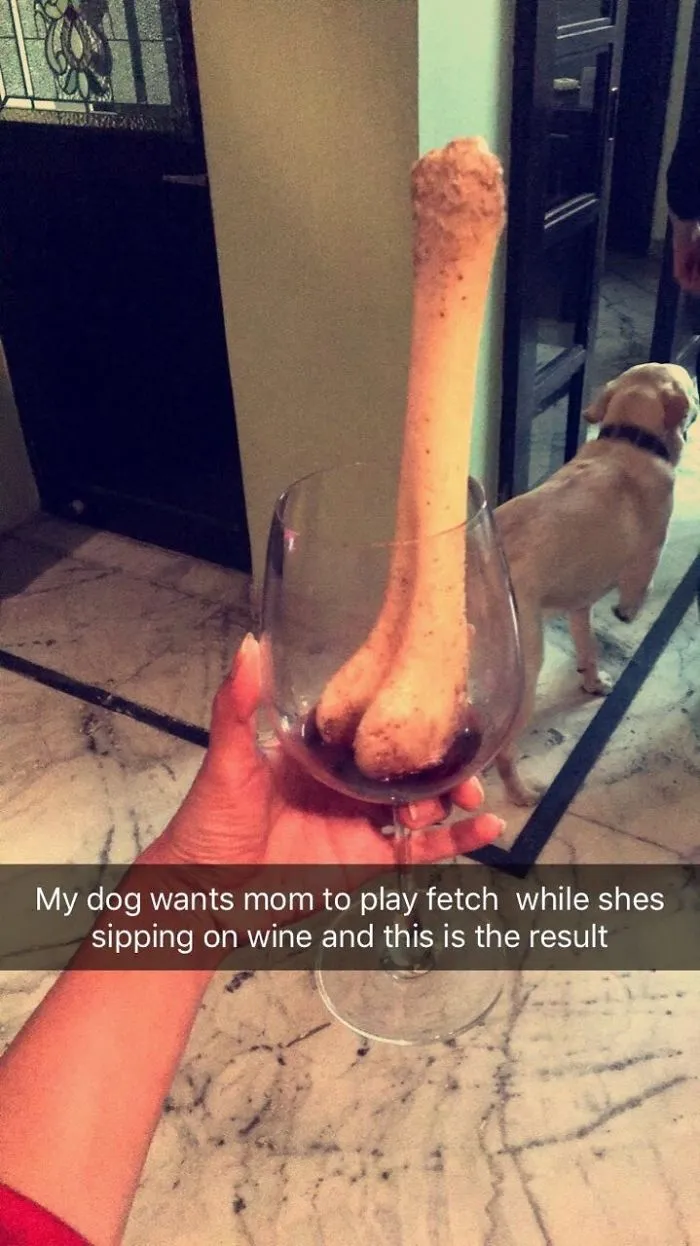 Fetch Or Wine. You Decide🤓
