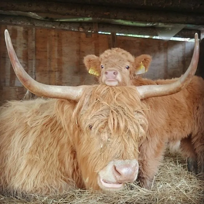 mom calf and baby calf 