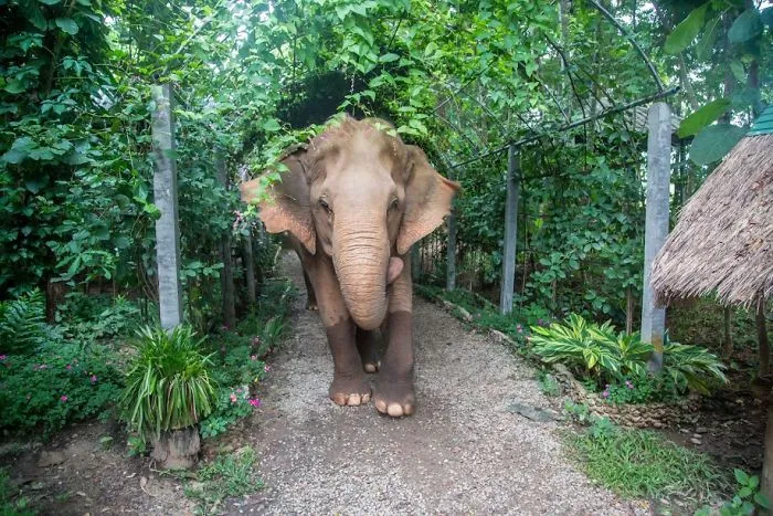 My Job Is To Travel The World Saving Animals