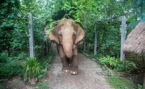 My Job Is To Travel The World Saving Animals