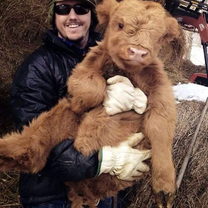Si alguna vez estás triste, estos terneros de la raza Highland seguro que te hacen sonreír