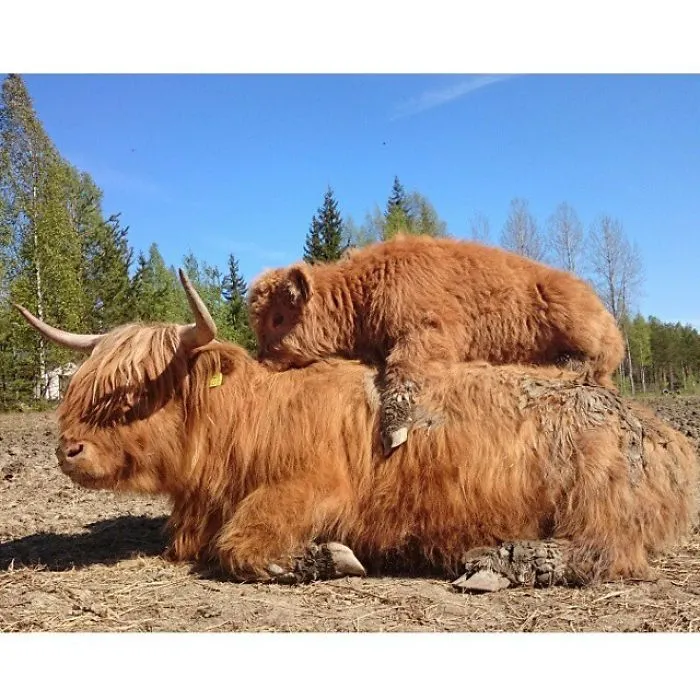 Si alguna vez estás triste, estos terneros de la raza Highland seguro que te hacen sonreír