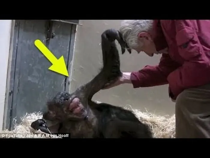 Magic Moment Chimp Smiles For Man Who Cared For Her !!