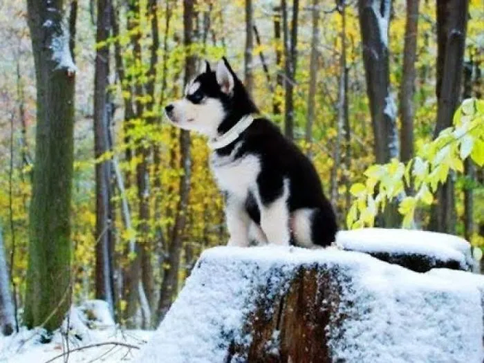 Watch This Husky Absolutely Lose It When He Gets The Gift He’s Always Wanted