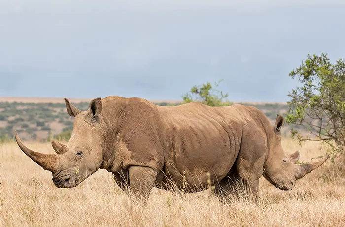 The Way These Two Rhinos Line Up