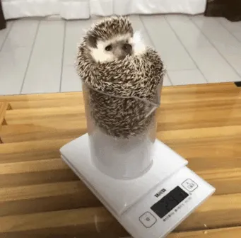 This Hedgehog