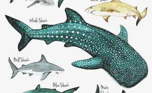 I Draw Animal Posters Using Pencils And Watercolors