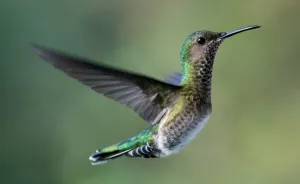 How To Photograph Hummingbirds