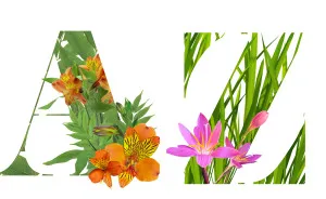 I Wanted To See What The Alphabet Would Look Like Made Out Of Flowers