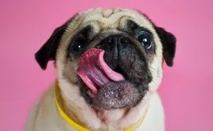Pugs And Kisses