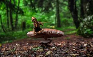 I Bring You Images From The Land Of Mushrooms