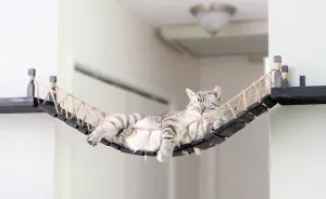 We Created An Indiana Jones Bridge For Our Cat