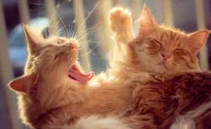 Following The Lives Of My Two Brother Cats For 6 Years
