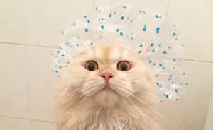 Meet Meepo, The Crazy Cat Who Loves Taking Showers