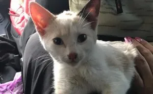 Courageous Kitten Swims In Icy River In Search Of Salvation