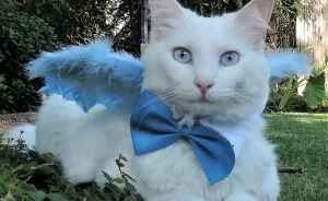 This Cat Has A Bigger Wardrobe Than His Owner