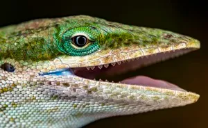 Elevate Your Macro Photos: 5 Tips From A National Geographic Explorer