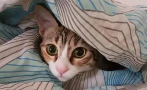Rescue Animals Are The Best! Share Photos Of The Lives You Have Saved