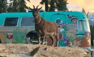 Meet The Coolest Travelling Goat