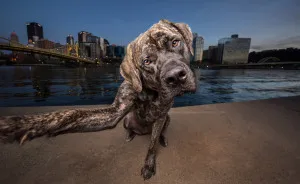 These Dogs Have Mastered The Art Of The Selfie