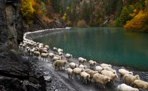 The Mountain Shepherds In Georgia