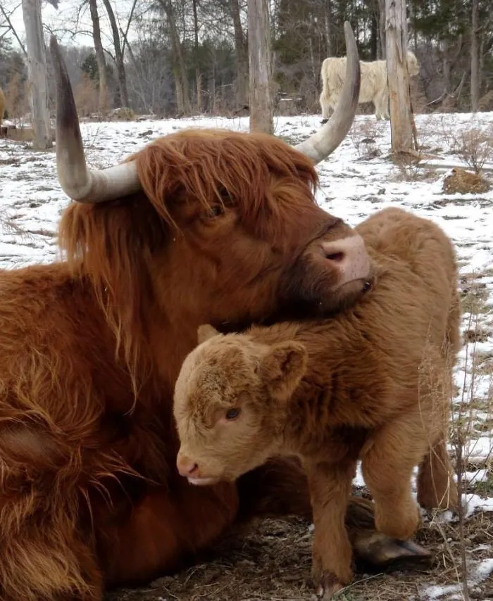 baby calf snuggling with mom calf 
