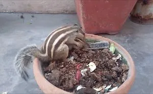 Mommy Squirrel Finds Out Her Baby Is Safe Watch What Happens Next!