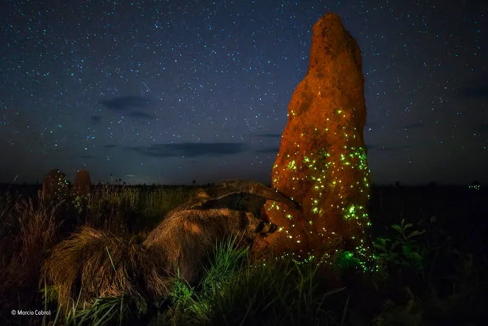 'The Night Raider' By Marcio Cabral, Brazil, Animals In Their Environment Winner