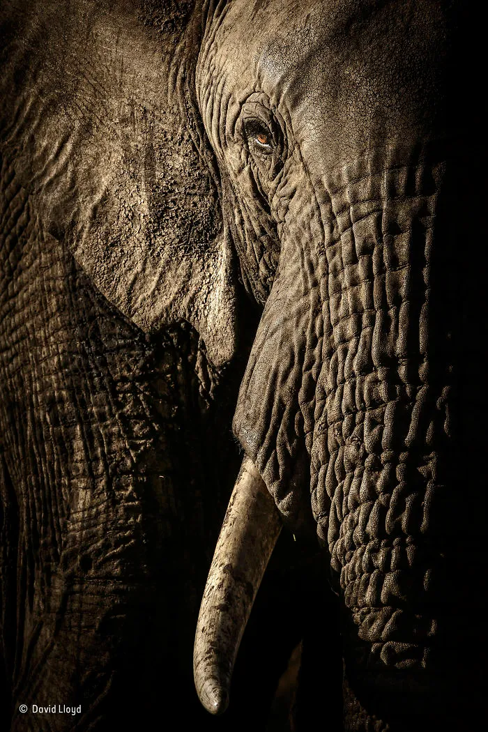 'The Power Of The Matriarch' By David Lloyd, New Zealand/UK, Animal Portraits Finalist