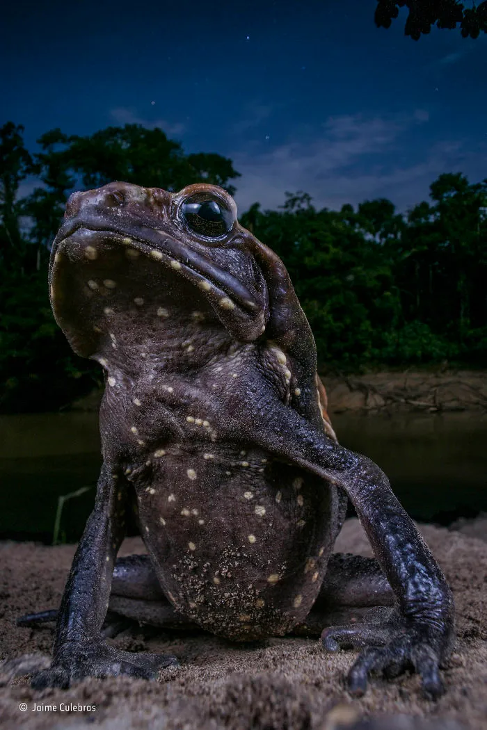 'Toad With Attitude' By Jaime Culebras, Spain, Animal Portraits Finalist