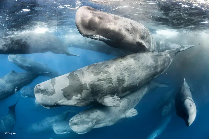 'Giant Gathering' By Tony Wu, USA, Behaviour: Mammals Winner