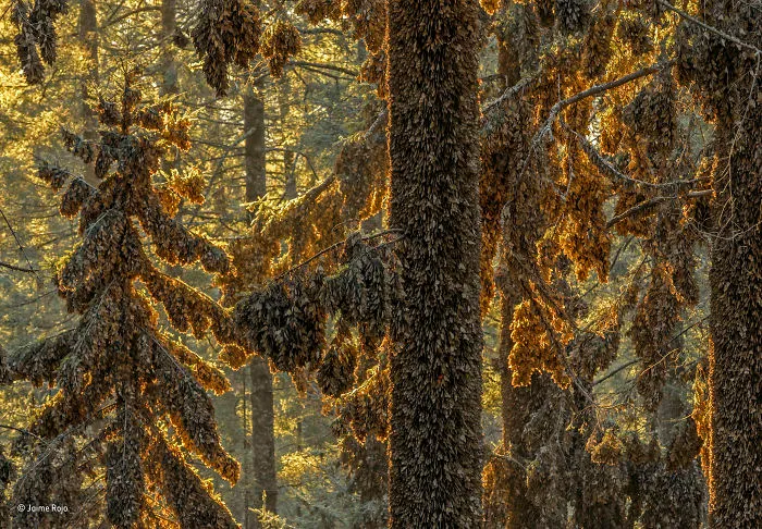 'A Magnificence Of Monarchs' By Jaime Rojo, Spain, Animals In Their Environment Finalist