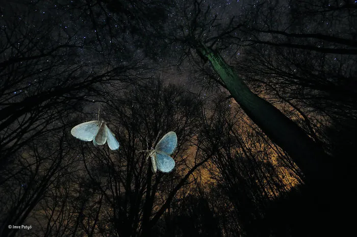 'Wings Of Winter' By Imre Potyó, Hungary, Behaviour: Invertebrates Finalist