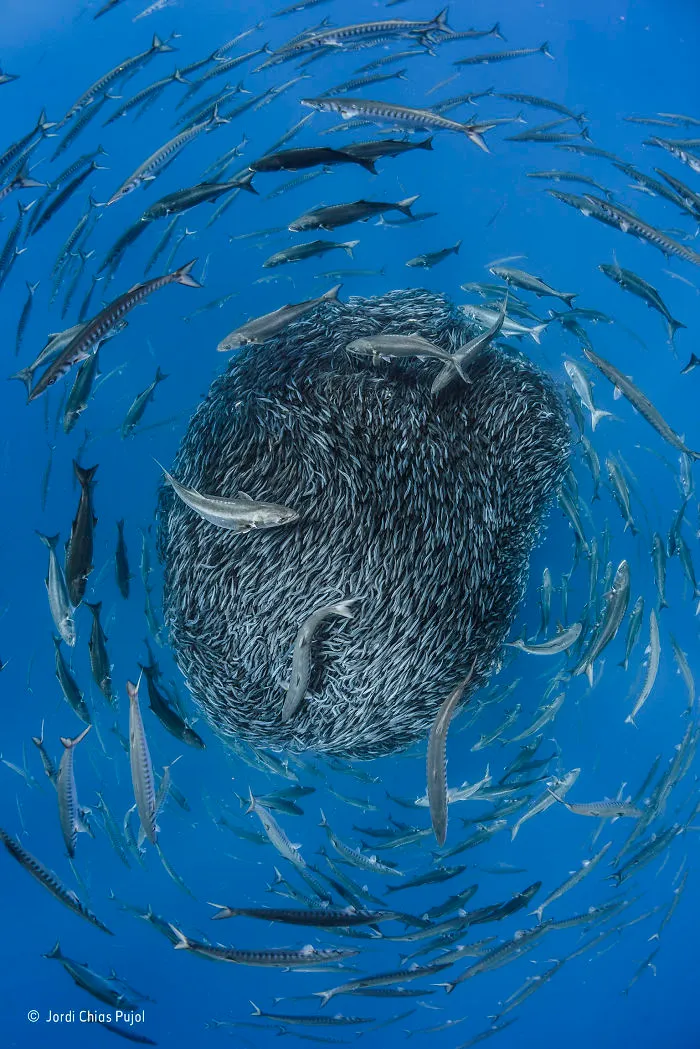 'Circle Of Life' By Jordi Chias Pujol, Spain, Under Water Finalist