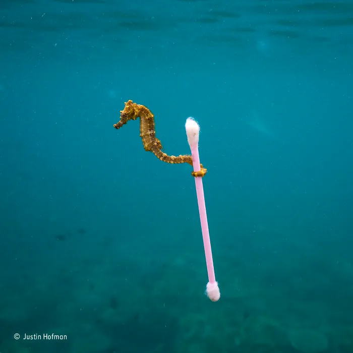 'Sewage Surfer' By Justin Hofman, USA, The Wildlife Photojournalist Award: Single Image Finalist