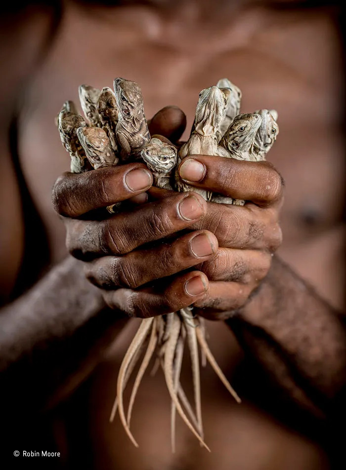 'Handled With Care' By Robin Moore, UK, The Wildlife Photojournalist Award: Single Image Finalist